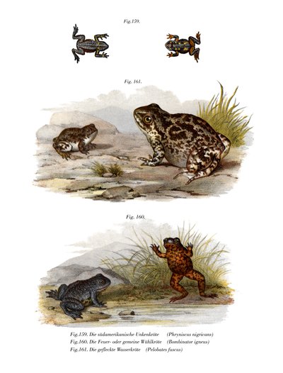 Crapaud verruqueux - German School