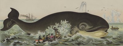 Chasse à la baleine - German School