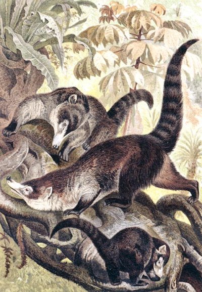 Coati à nez blanc, planche de "Brehms Tierleben: Allgemeine Kunde des Tierreichs", vol.2, p.278, publié par Bibliographisches Institut - German School