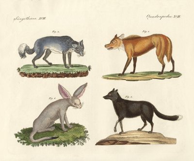 Loups et renards - German School