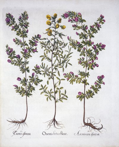 Rest-Harrow jaune, Rest-Harrow rose et Rest-Harrow épineux rose, de Hortus Eystettensis, par Basil Besler (1561-1629), pub. 1613 - German School