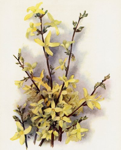 Forsythia Suspensa - Gertrude Hamilton