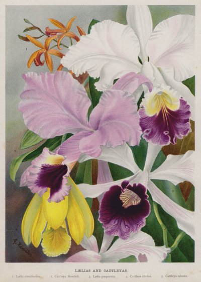 Laelias et Cattleyas - Gertrude Hamilton