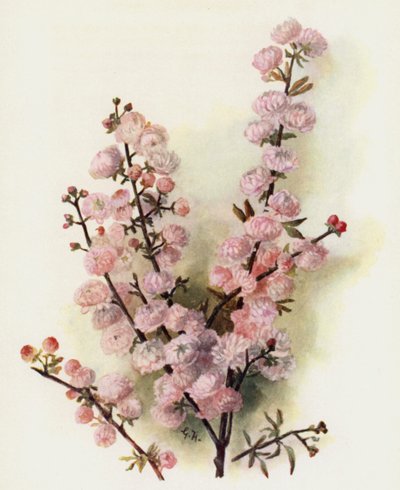 Prunus Sinensis Rosea Plena - Gertrude Hamilton