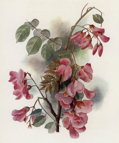 Robinia Hispida - Gertrude Hamilton