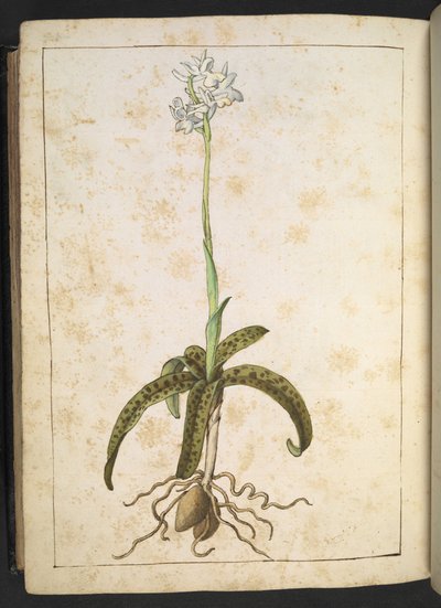 Une plante aux pétales blancs, de "Peintures de la flore des États romains" par Gherardo Cibo, Add MS 22333, f173v, c.1564-84 - Gherardo Cibo