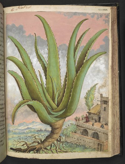 Aloe vera, de "Paintings of Flora of the Roman States" par Gherardo Cibo - Gherardo Cibo