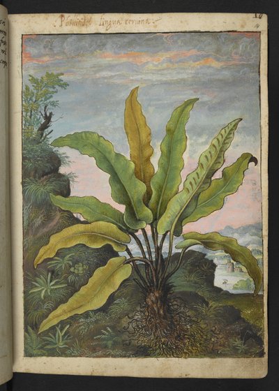 Asplenium scolopendrium, de 