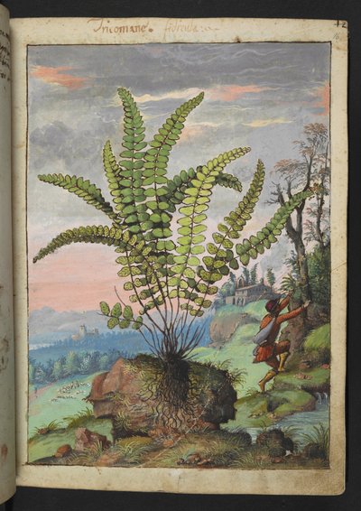 Asplenium trichomanes, de "Paintings of Flora of the Roman States" par Gherardo Cibo - Gherardo Cibo
