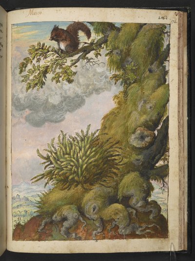 Bryophyte (mousse) et un écureuil assis sur la branche d