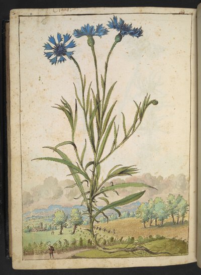 Centaurea cyanus: Une fleur aux pétales bleus, de "Peintures de la flore des États romains" par Gherardo Cibo, Add MS 22333, f177v, c.1564-84 - Gherardo Cibo