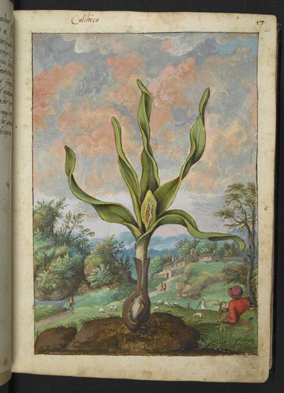 Colchicum autumnale, de "Peintures de la flore des États romains" par Gherardo Cibo - Gherardo Cibo