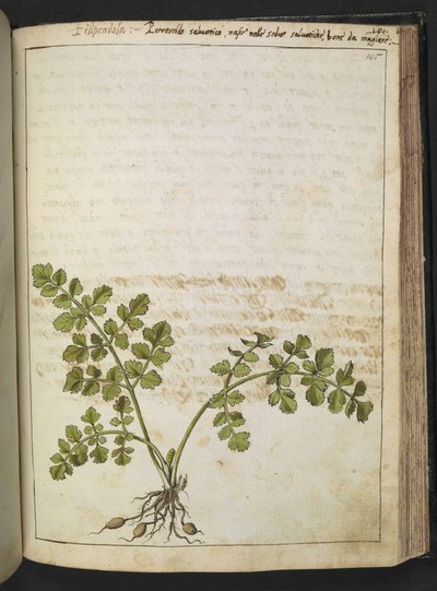Filipendula, de "Peintures de la flore des États romains" par Gherardo Cibo, Add MS 22333, f145r, c.1564-84 - Gherardo Cibo