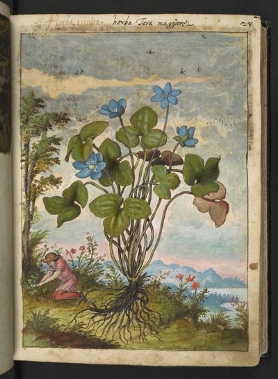 Hepatica nobilis: une plante avec des pétales bleus et une personne creusant ou prenant des boutures, de "Peintures de la flore des États romains" par Gherardo Cibo - Gherardo Cibo