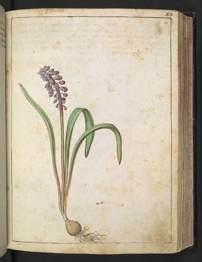 Hyacinthus, de "Paintings of Flora of the Roman States" par Gherardo Cibo - Gherardo Cibo