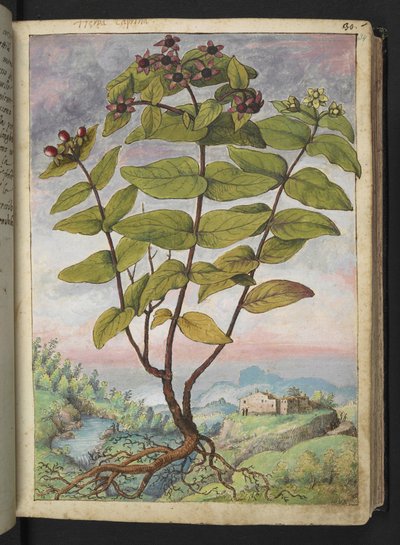 Hypericum hircinum, de "Peintures de la flore des États romains" par Gherardo Cibo - Gherardo Cibo