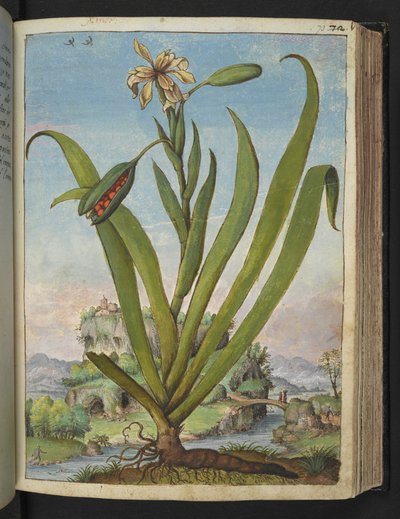 Iris Foetidissima: Plante à fleurs avec des gousses de graines, de "Peintures de la flore des États romains" par Gherardo Cibo - Gherardo Cibo