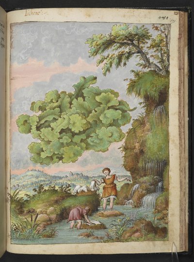 Lichen et deux femmes lavant des vêtements ou de la fourrure dans une piscine, de "Peintures de la flore des États romains" par Gherardo Cibo, Add MS 22333, f171r, c.1564-84 - Gherardo Cibo