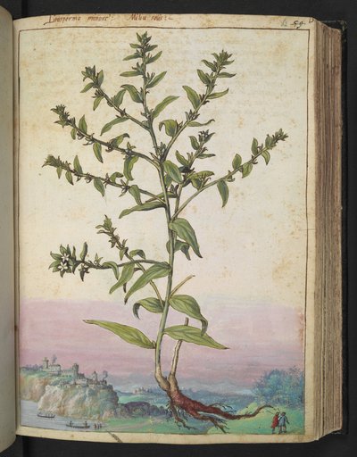 Lithospermum officinale, de "Peintures de la flore des États romains" par Gherardo Cibo - Gherardo Cibo
