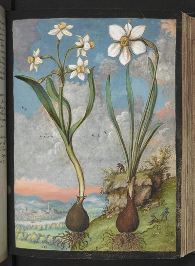 Narcissus tazetta et Narcissus poeticus: Plantes avec des pétales blancs, de "Peintures de la flore des États romains" par Gherardo Cibo - Gherardo Cibo