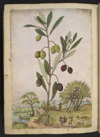 Olea europaea (Olivier), de "Peintures de la flore des États romains" par Gherardo Cibo, Add MS 22333, f181v, c.1564-84 - Gherardo Cibo
