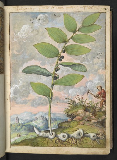 Polygonatum odoratum : Une plante. Un homme avec une pioche, de 