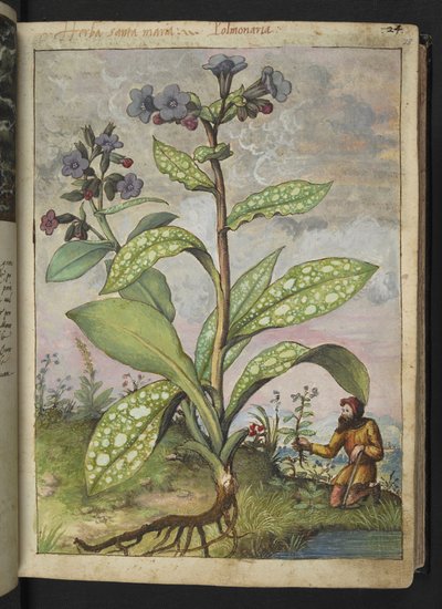 Pulmonaria officinalis, de "Paintings of Flora of the Roman States" par Gherardo Cibo - Gherardo Cibo