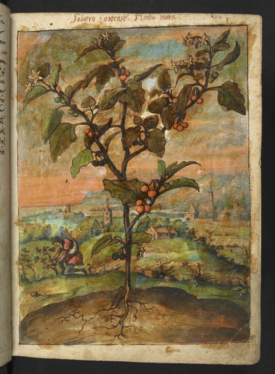 Solanum nigrum: Une plante avec des fruits orange, de 