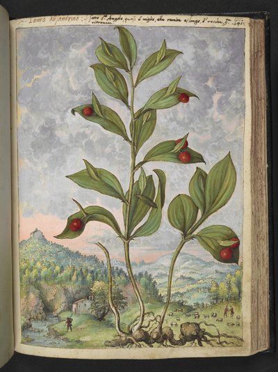 Streptopus amplexifolius (Streptope à feuilles embrassantes), de 