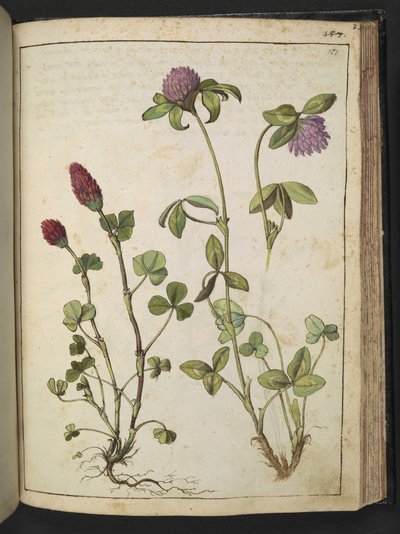 Trifolium incarnatum & Trifolium pratens, de "Paintings of Flora of the Roman States" par Gherardo Cibo - Gherardo Cibo