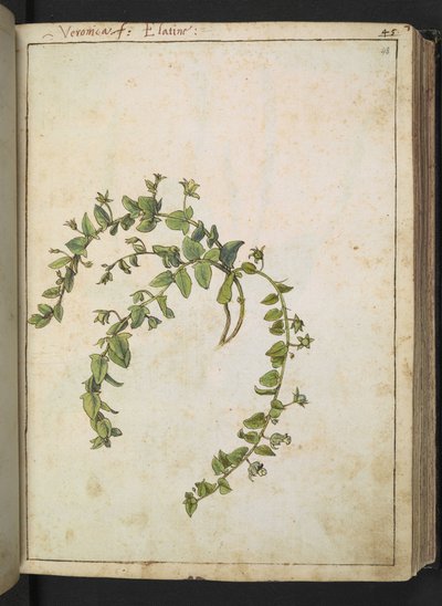 Veronica, de "Peintures de la flore des États romains" par Gherardo Cibo, Add MS 22333, f048r, c.1564-84 - Gherardo Cibo
