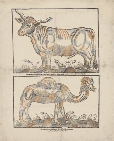 Bœuf et chameau - Gijsbert de Groot Keur
