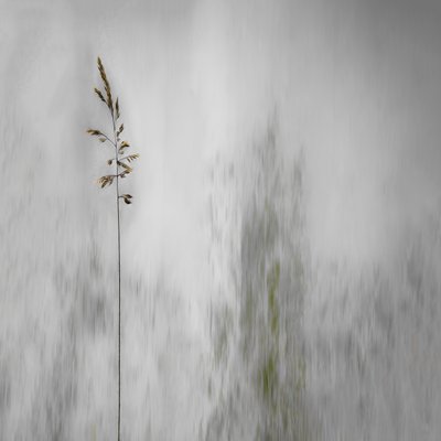 Une herbe solitaire, légèrement floue - Gilbert Claes