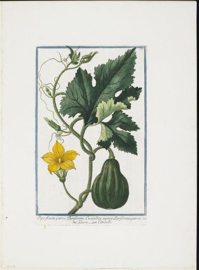 Impression végétale, de Hortus Romanus, Vol. I ou II, 1772-93 - Giorgio Bonelli