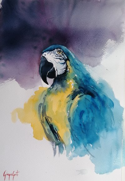 Ara bleu et jaune - Giorgio Gosti