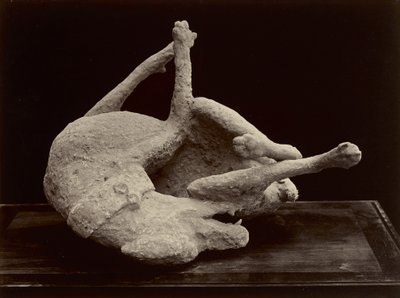 Chien, Pompéi, vers 1870 - Giorgio Sommer