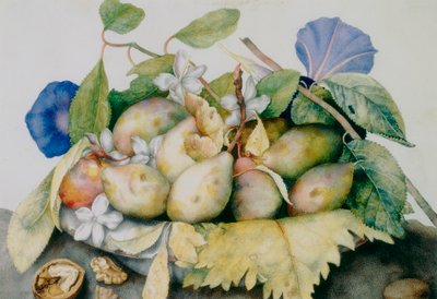 Assiette de prunes, jasmin et noix - Giovanna Garzoni