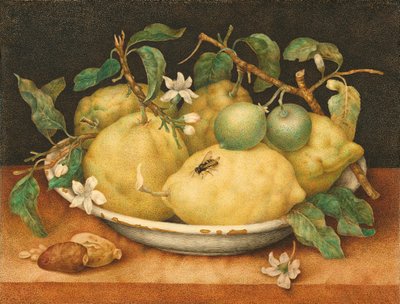 Nature Morte avec un Bol de Citrons, vers 1640 - Giovanna Garzoni