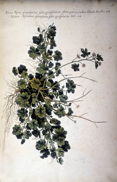 Alcea Afra - Dans « Historia botanica pratica, seu plantarum, quae ad usum medianae pertinent, nomenclatura, descriptio et virtutes... » par Giovanni Battista Morandi (? - 1761) - Giovanni Battista Morandi