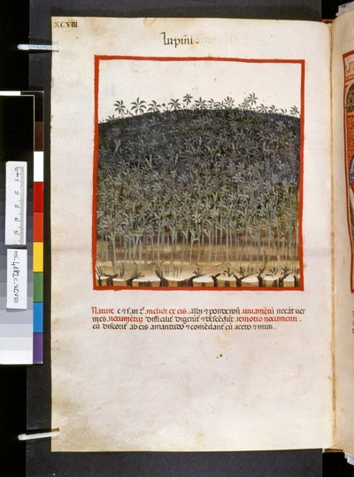 Theatrum sanitatis par Ububchasym de Baldach : 