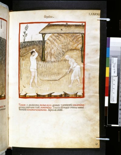 Theatrum sanitatis par Ububchasym de Baldach : 