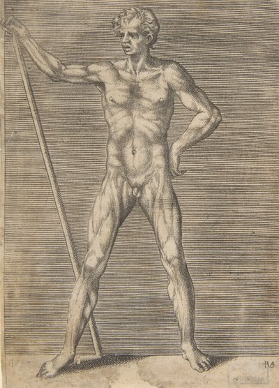 Homme écorché vu de face, tenant un bâton, vers 1531-76 - Giulio Bonasone