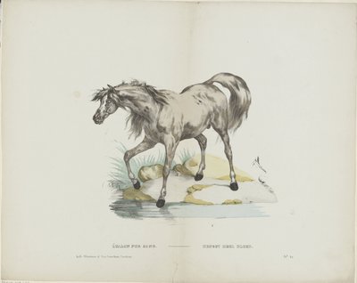 Étalon pur sang - Glenisson and Van Genechten