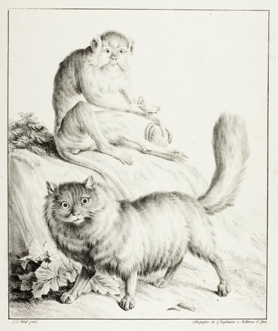 Chat et singe - Gottfried Engelmann