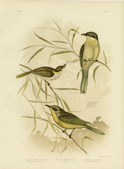 Méliphage à joues tachetées ou Méliphage à gorge pourpre, 1891 - Gracius Broinowski