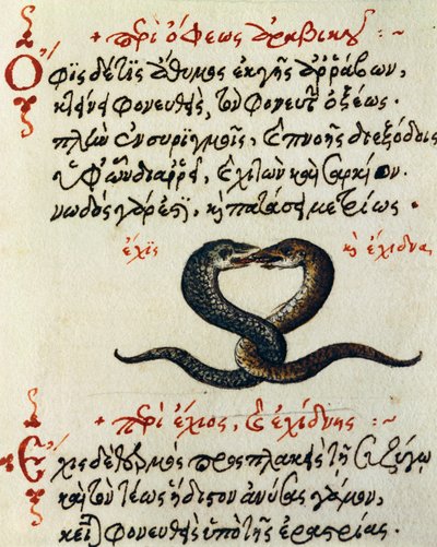 Accouplement de serpents, test et miniature de De animalium natura et proprietate libellus, par Aelianus (2ème-3ème siècle après J.-C.) - Greek School