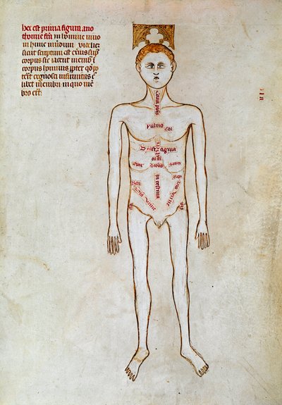 Chirurgie : représentation du corps humain. Miniature dans le « Liber notabilium Philippi septimi francorum regis, a libris Galieni extractus » écrit par Gui (Guy) de Pavia - Guido da Vigevano da Pavia