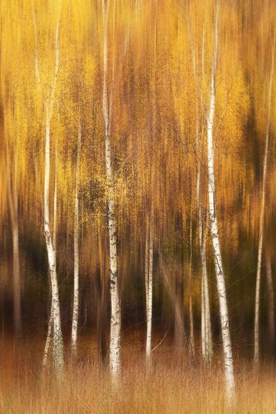  - Gustav Davidsson