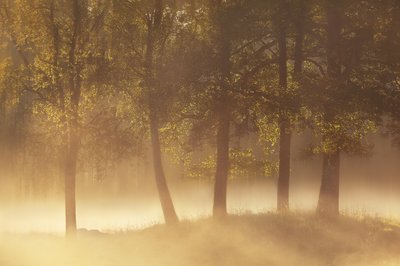 Brume dorée du matin - Gustav Davidsson
