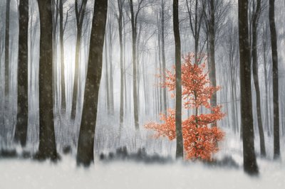 La forêt d